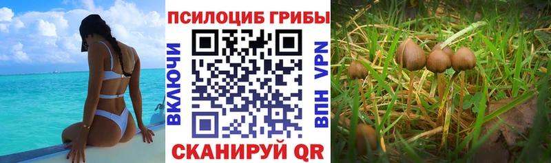 mega как зайти Пошехонье Галлюциногенные грибы ЛСД купить наркотик